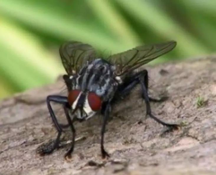 cangying.jpg cangying.jpg